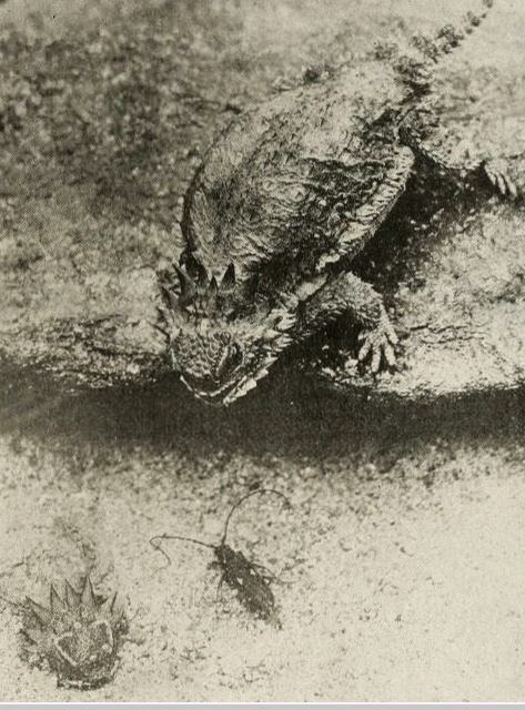 The Book of Nature scene 2