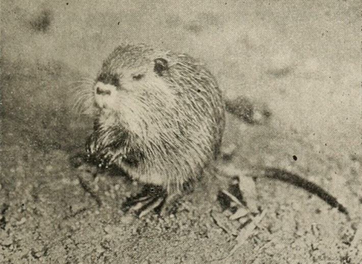 The Book of Nature scene