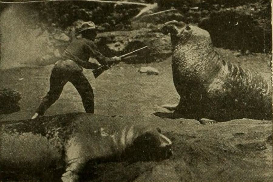 The Capture of a Sea Elephant and Hunting Wild Game in the South Pacific Islands scene 1
