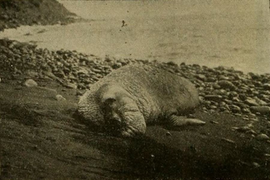 The Capture of a Sea Elephant and Hunting Wild Game in the South Pacific Islands scene 2