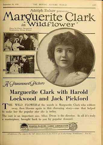 Wildflower photo