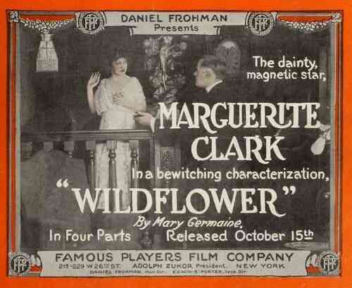 Wildflower photo