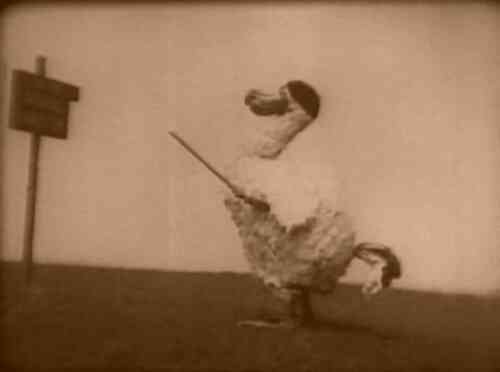 Alice in Wonderland photo