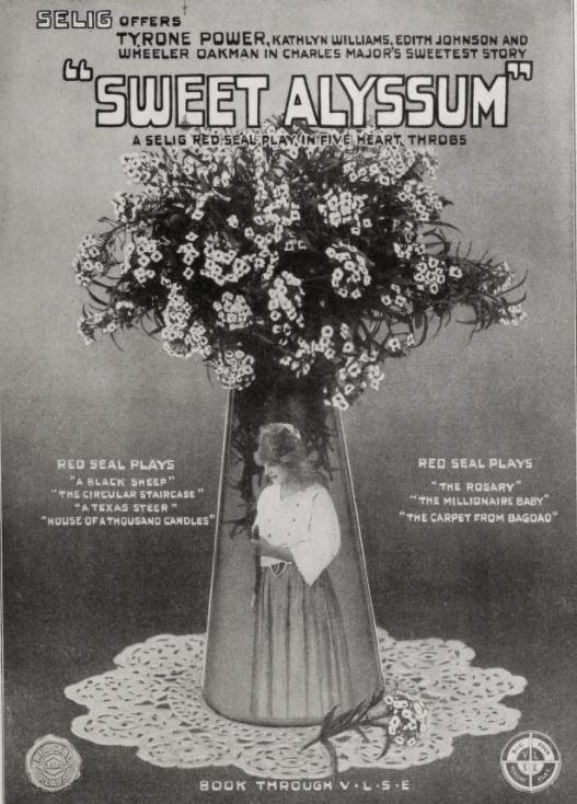 Sweet Alyssum scene 2