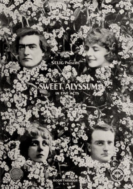 Sweet Alyssum scene