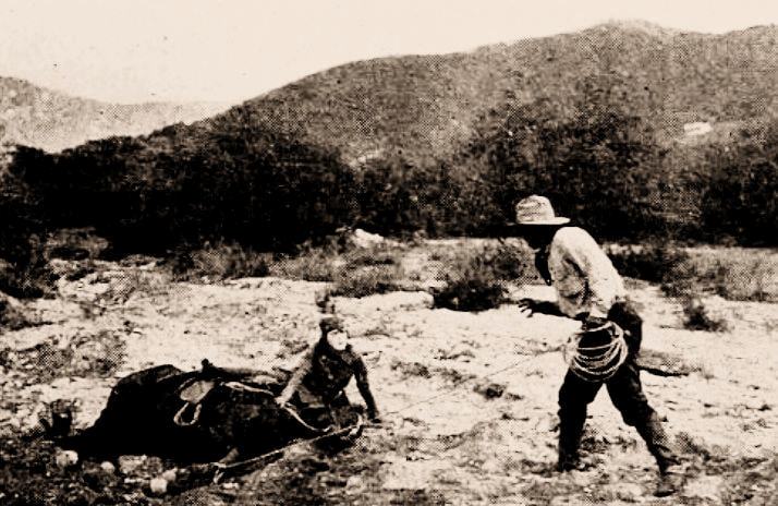 The Tiger's Trail scene