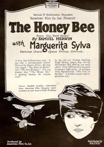The Honey Bee photo