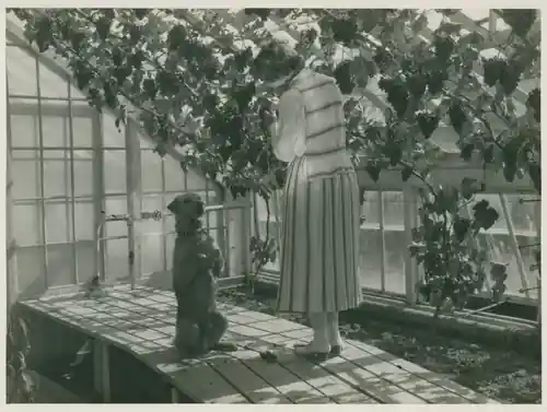 Amatörfilmen photo