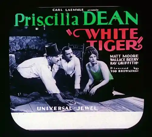 White Tiger photo