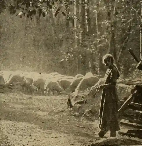 The Hill Billy photo