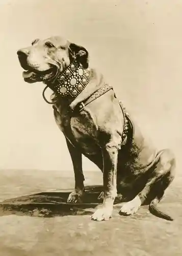 The Hollywood Kid photo