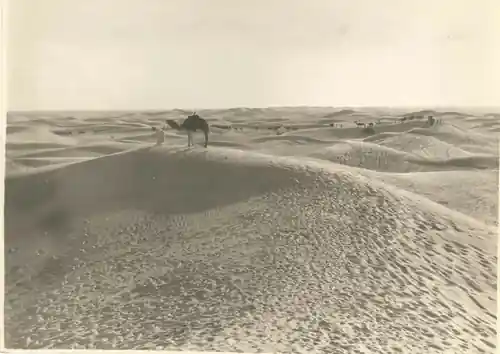 A Son of the Sahara photo