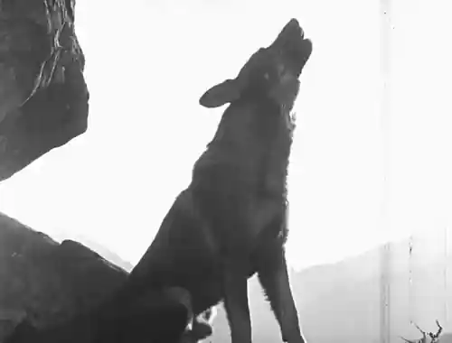 Clash of the Wolves photo