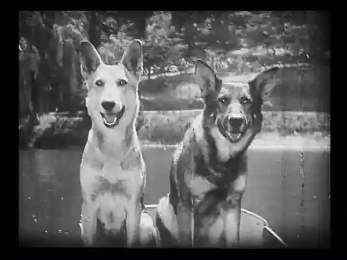 Clash of the Wolves photo