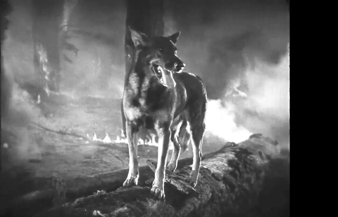 Clash of the Wolves scene