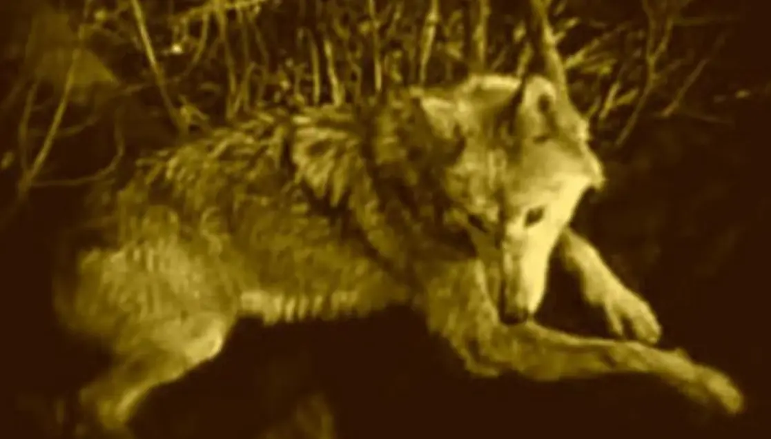 Wolfblood scene