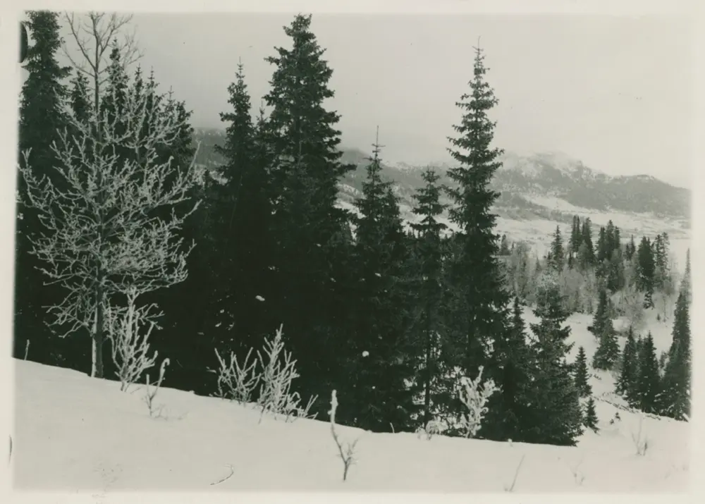 Arnljot photo