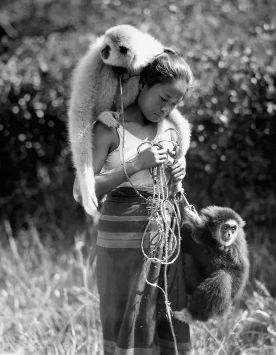 Chang: A Drama of the Wilderness photo
