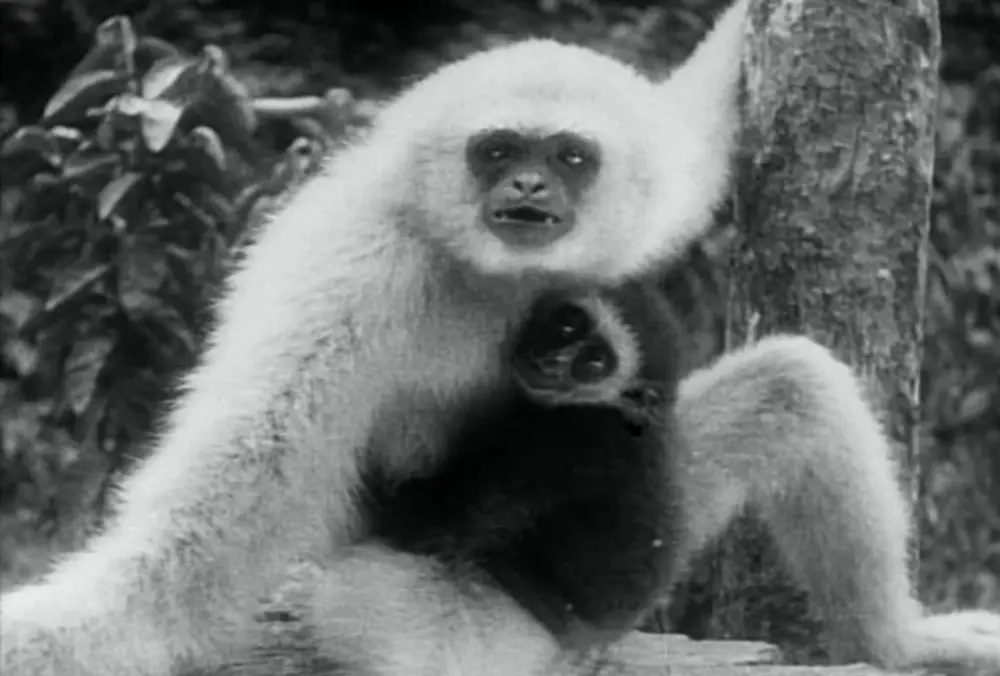 Chang: A Drama of the Wilderness photo