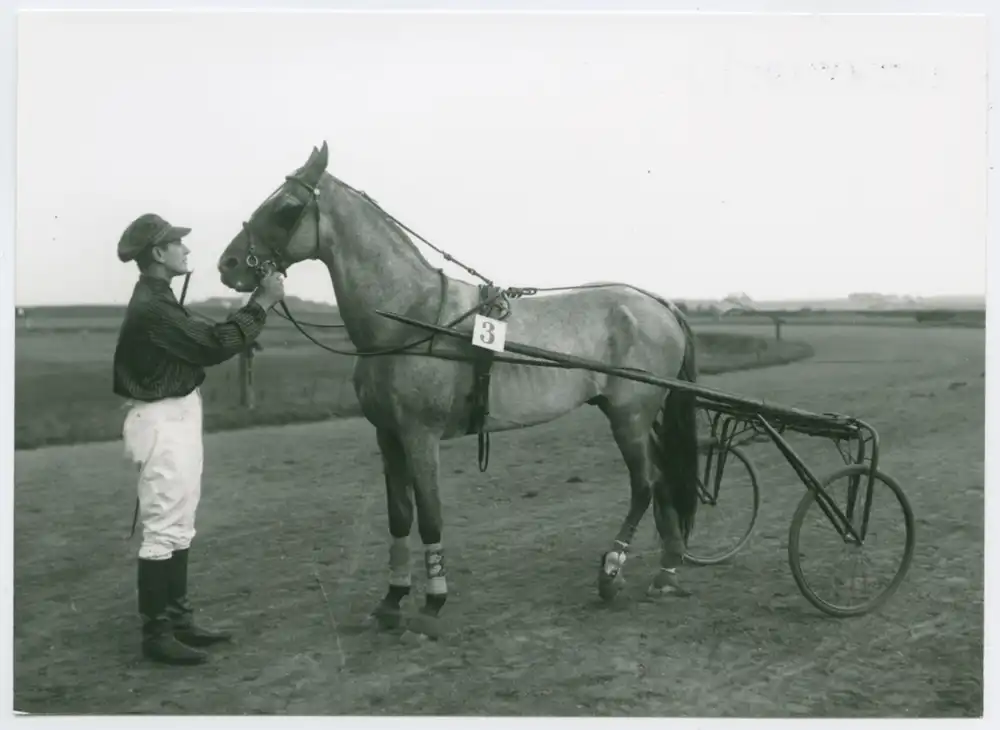 Janssons frestelse photo