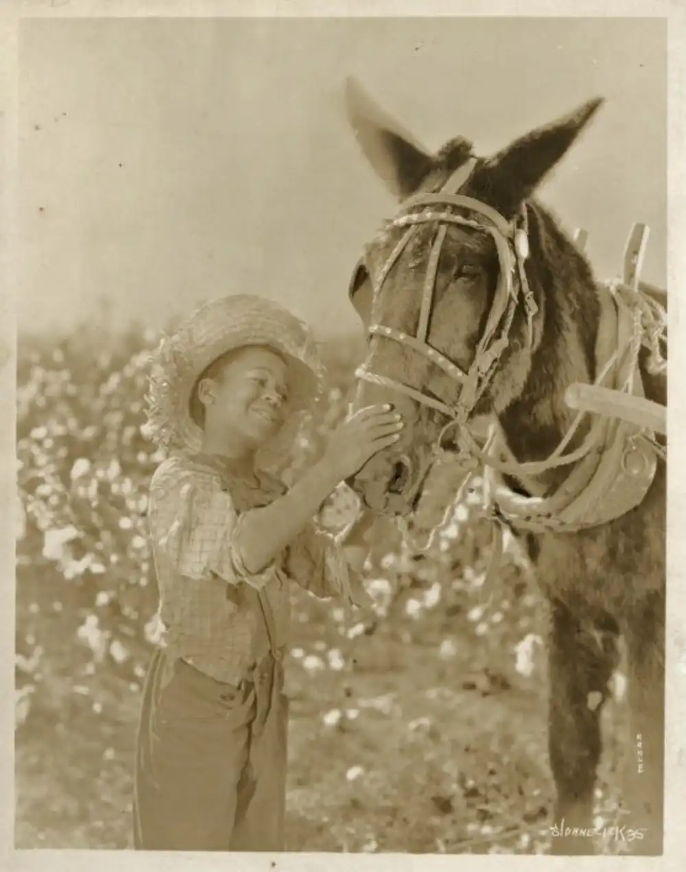 Hearts in Dixie photo