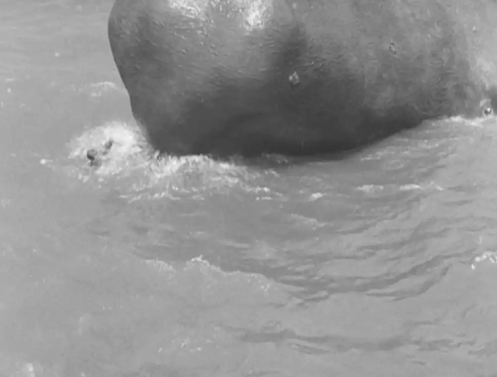 Moby Dick photo