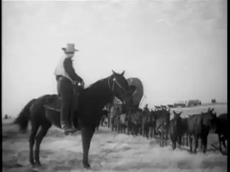 Fighting Caravans photo