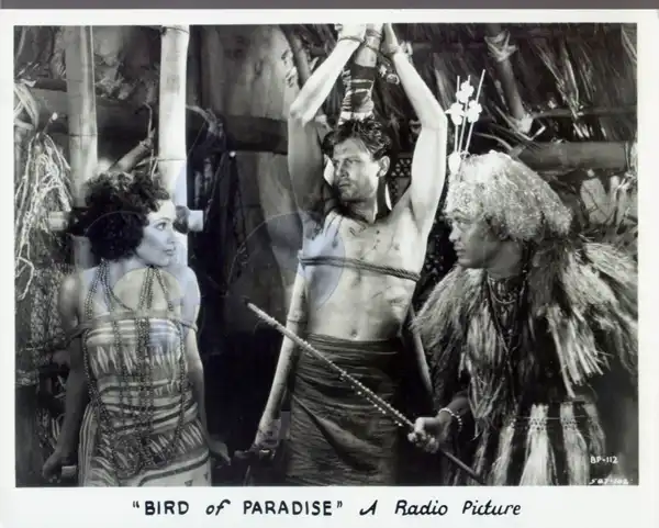 Bird of Paradise photo