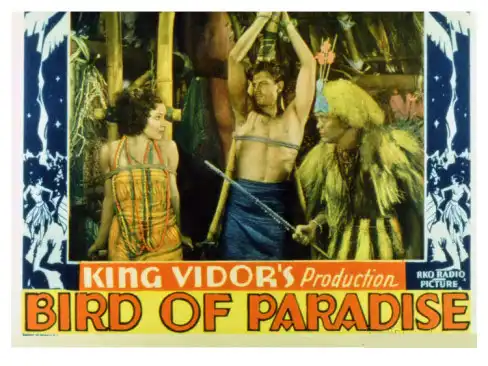Bird of Paradise photo