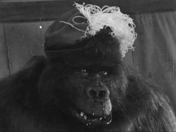 The Chimp photo