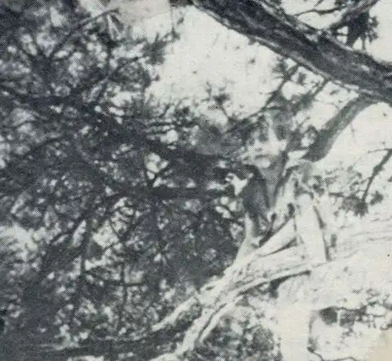 The Devil Horse photo