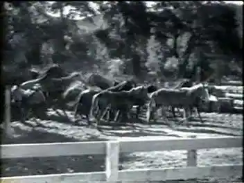 The Saddle Buster photo