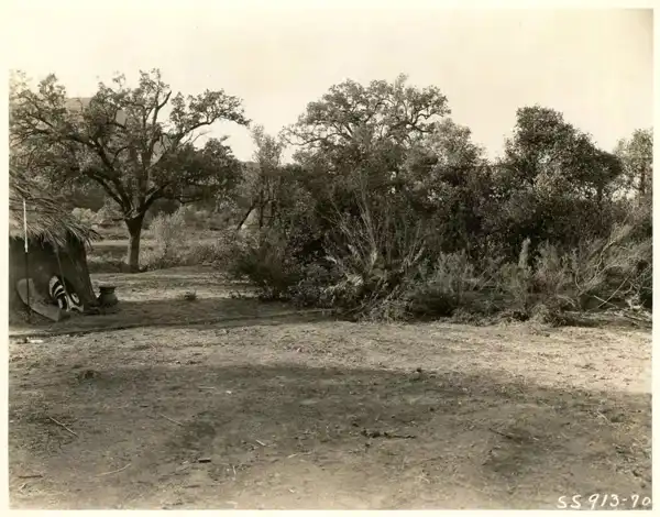 King of the Jungle scene