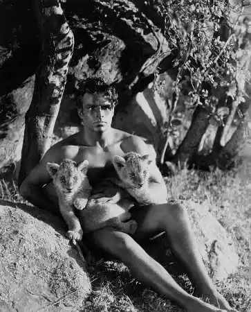 King of the Jungle photo