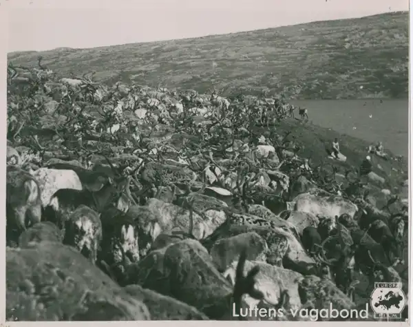 Luftens vagabond photo