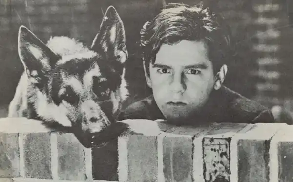 The Wolf Dog