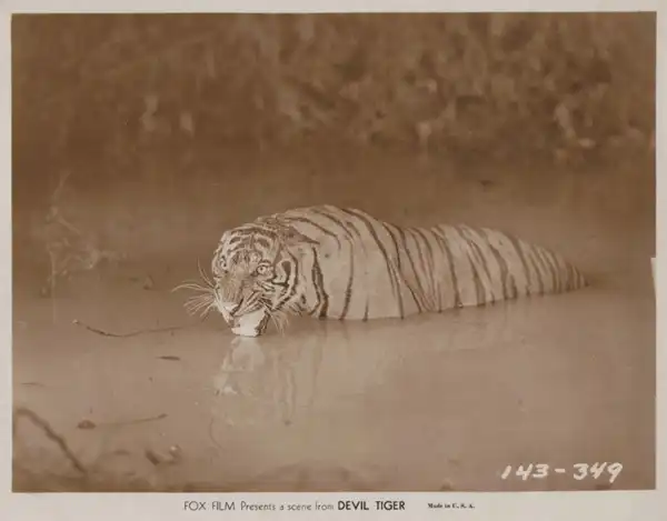 The Devil Tiger