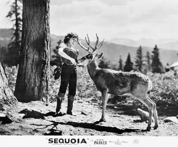 Sequoia photo