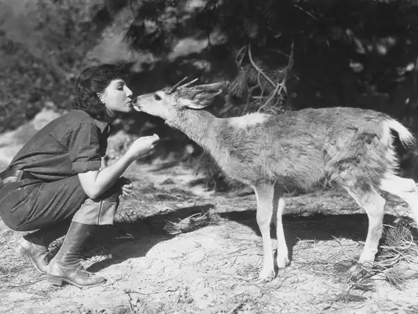 Sequoia photo