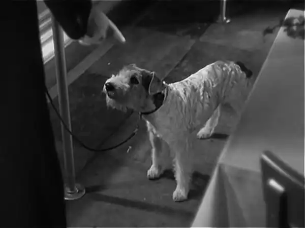 The Thin Man photo
