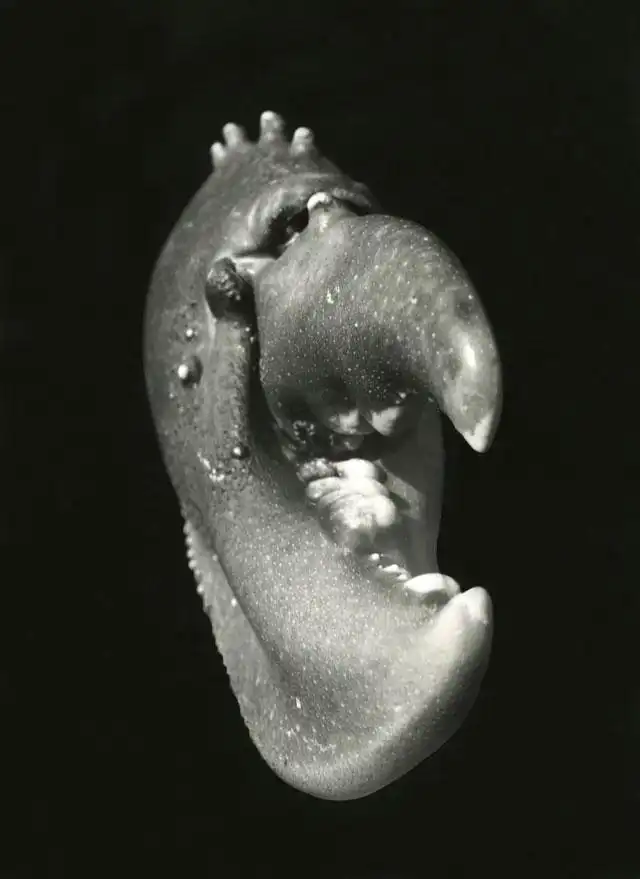 Daphnia photo