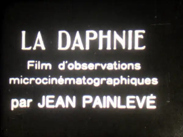 Daphnia photo