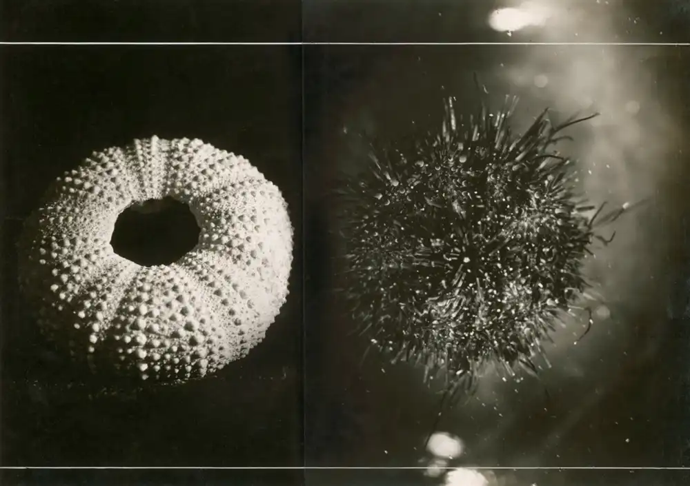 Sea Urchins photo