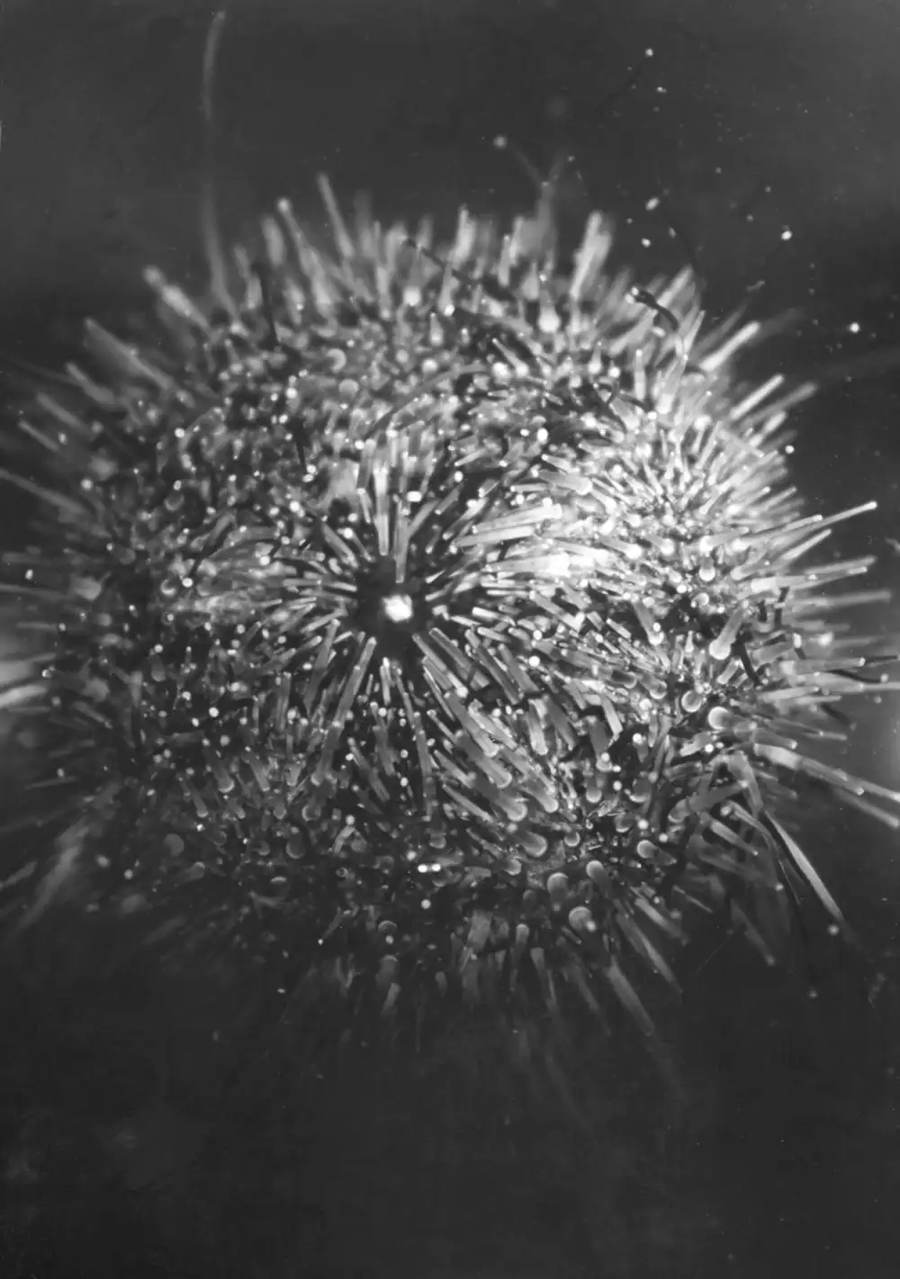 Sea Urchins photo