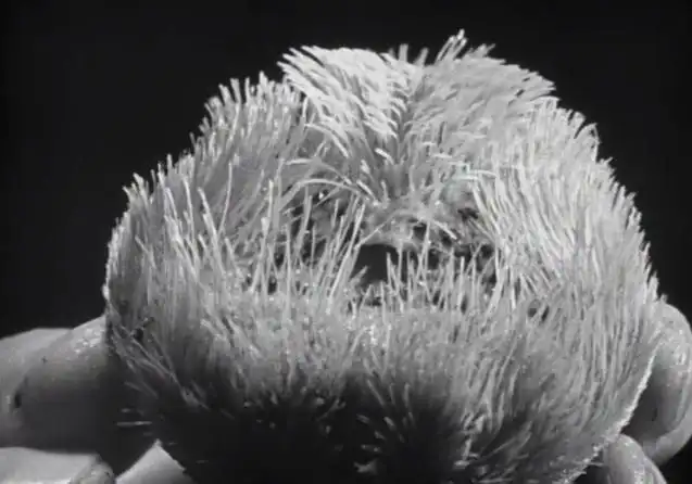 Sea Urchins