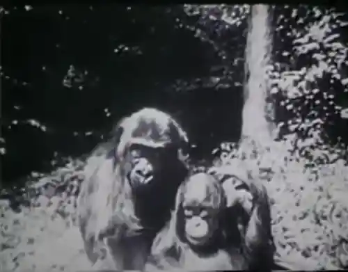 Evolution photo