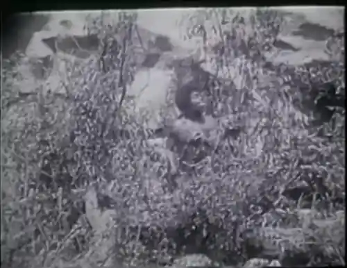 Evolution scene