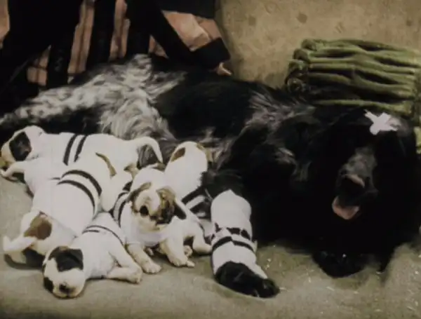 Pardon My Pups photo