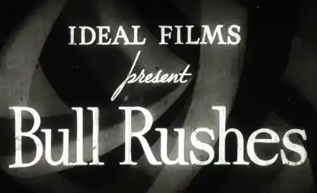 Bull Rushes
