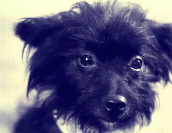 Un chien qui rapporte photo
